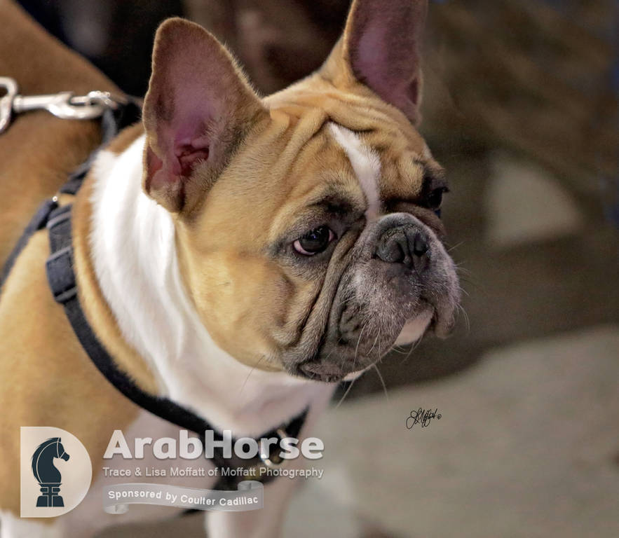 Arabian National Breeder Finals - 2017