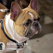 Arabian National Breeder Finals - 2017