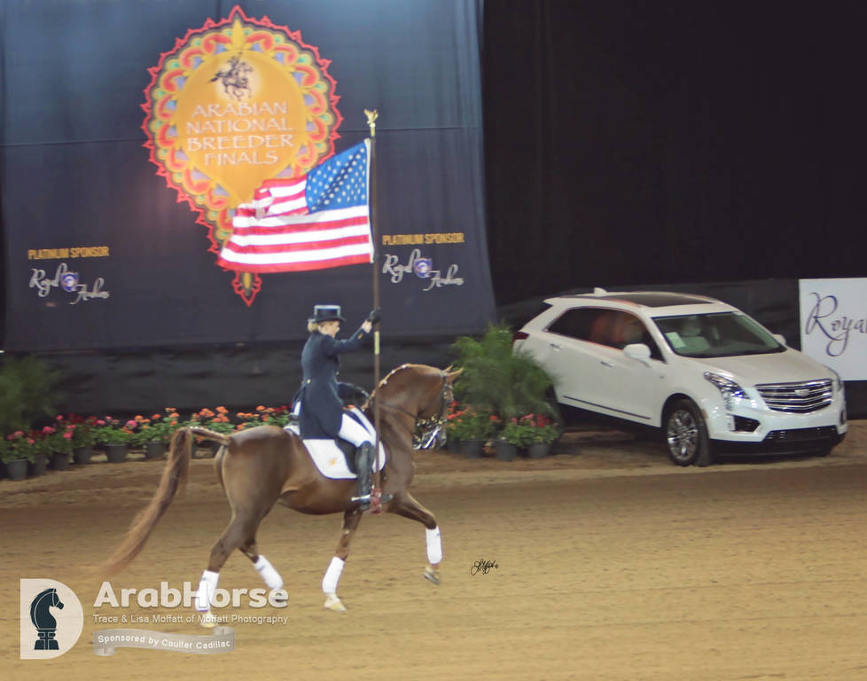 Arabian National Breeder Finals - 2017