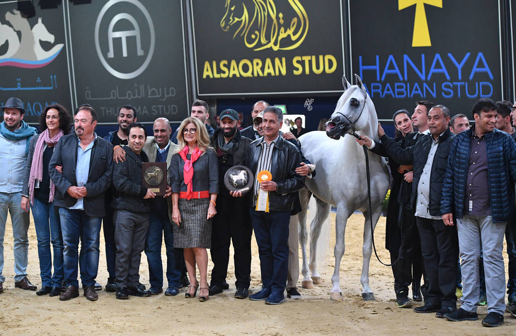 Senior Stallion Gold Champion: Excalibur EA (Shanghai EA X Essence Of Marwan EA)