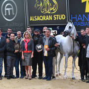 Senior Stallion Gold Champion: Excalibur EA (Shanghai EA X Essence Of Marwan EA)