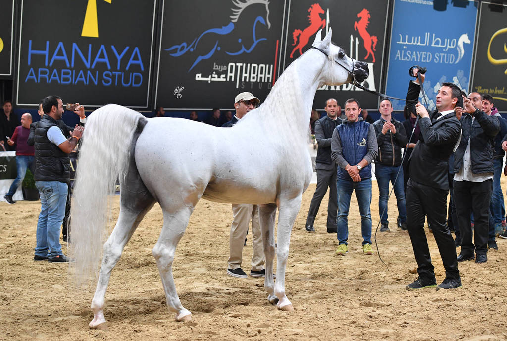 Senior Stallion Gold Champion: Excalibur EA (Shanghai EA X Essence Of Marwan EA)