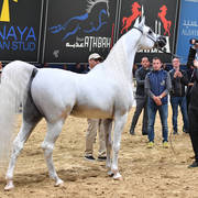 Senior Stallion Gold Champion: Excalibur EA (Shanghai EA X Essence Of Marwan EA)