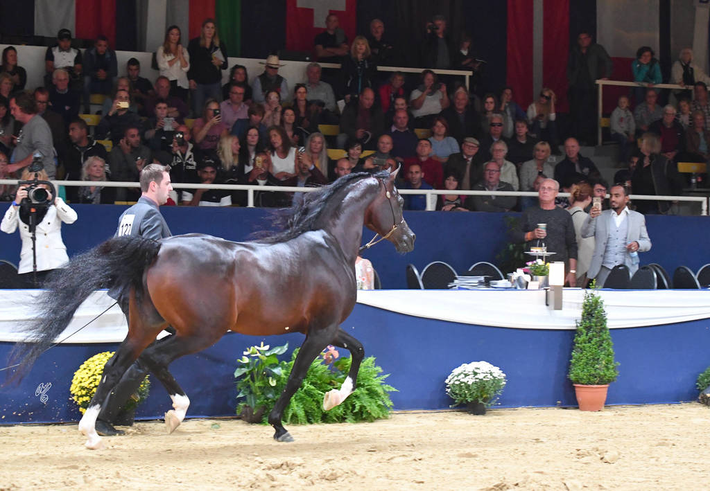 Senior Stallion Silver Champion: Emerald J (QR Marc X Emandoria)