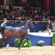 Senior Stallion Silver Champion: Emerald J (QR Marc X Emandoria)