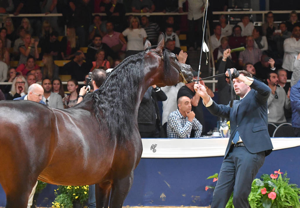 Senior Stallion Silver Champion: Emerald J (QR Marc X Emandoria)