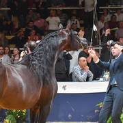 Senior Stallion Silver Champion: Emerald J (QR Marc X Emandoria)