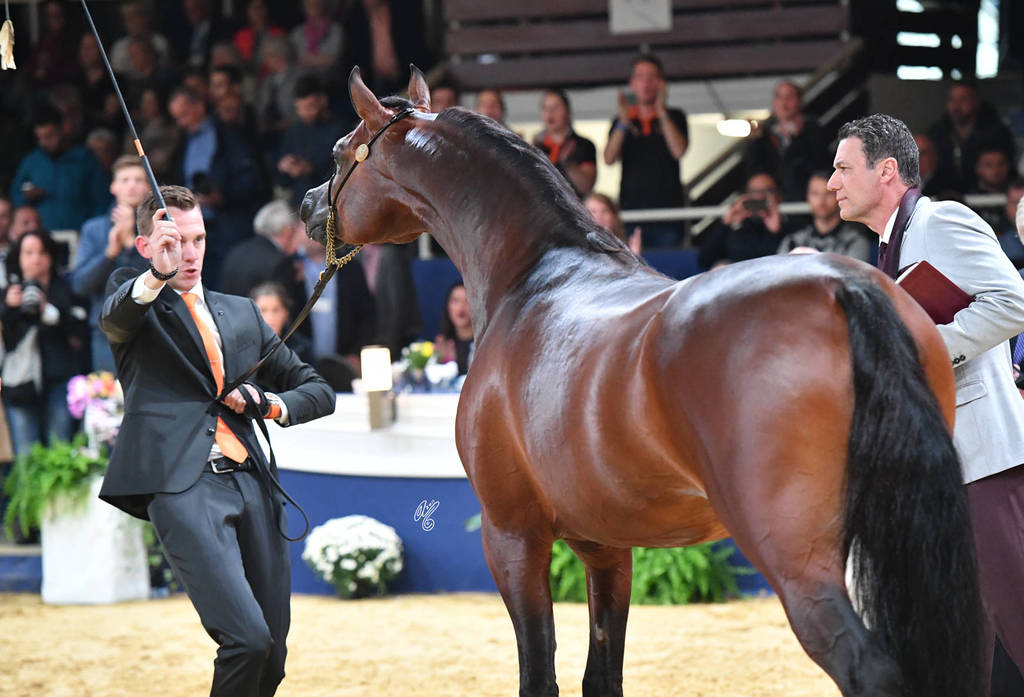 Senior Stallion Bronze Champion: Morion (Kahil Al Shaqab X Mesalina)