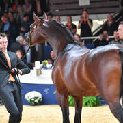 Senior Stallion Bronze Champion: Morion (Kahil Al Shaqab X Mesalina)