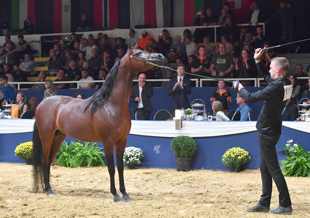 Senior Stallion Bronze Champion: Morion (Kahil Al Shaqab X Mesalina)