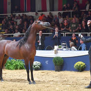 Senior Stallion Bronze Champion: Morion (Kahil Al Shaqab X Mesalina)