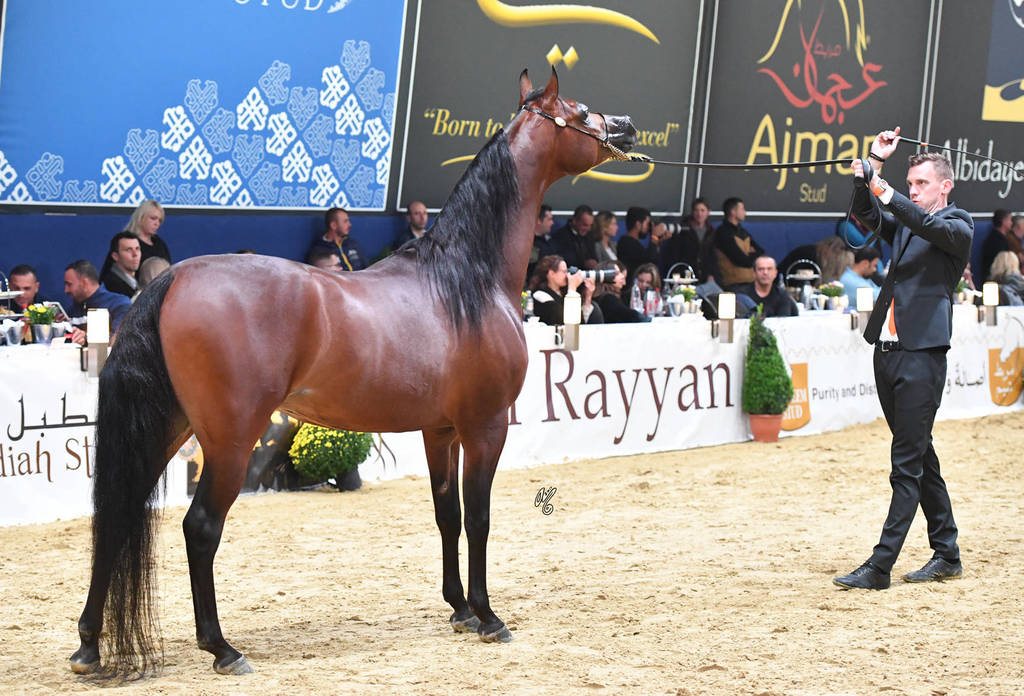 Senior Stallion Bronze Champion: Morion (Kahil Al Shaqab X Mesalina)