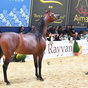 Senior Stallion Bronze Champion: Morion (Kahil Al Shaqab X Mesalina)