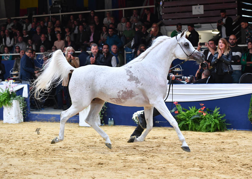 Senior Mare Gold Champion: Anood Al Nasser (Ashhal Al Rayyan X Aleysha Al Nasser) 