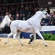Senior Mare Gold Champion: Anood Al Nasser (Ashhal Al Rayyan X Aleysha Al Nasser) 