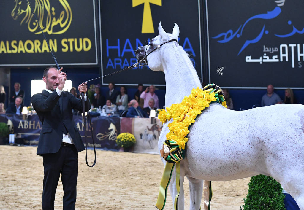 Senior Mare Gold Champion: Anood Al Nasser (Ashhal Al Rayyan X Aleysha Al Nasser) 