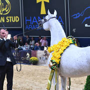 Senior Mare Gold Champion: Anood Al Nasser (Ashhal Al Rayyan X Aleysha Al Nasser) 