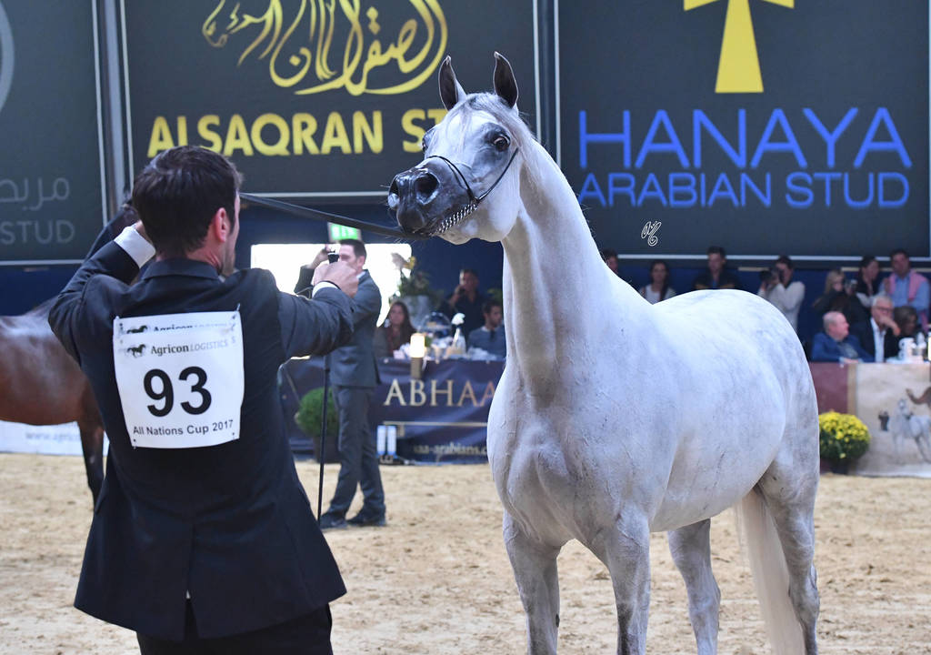 Senior Mare Silver Champion: Bint Hazy Al Khalediah (El Palacio VO X Hazy Al Khalediah)