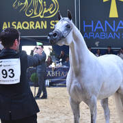 Senior Mare Silver Champion: Bint Hazy Al Khalediah (El Palacio VO X Hazy Al Khalediah)