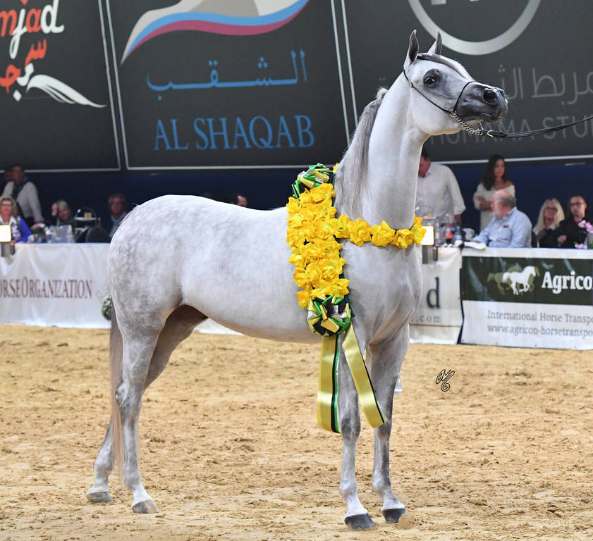 Senior Mare Silver Champion: Bint Hazy Al Khalediah (El Palacio VO X Hazy Al Khalediah)
