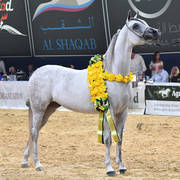 Senior Mare Silver Champion: Bint Hazy Al Khalediah (El Palacio VO X Hazy Al Khalediah)