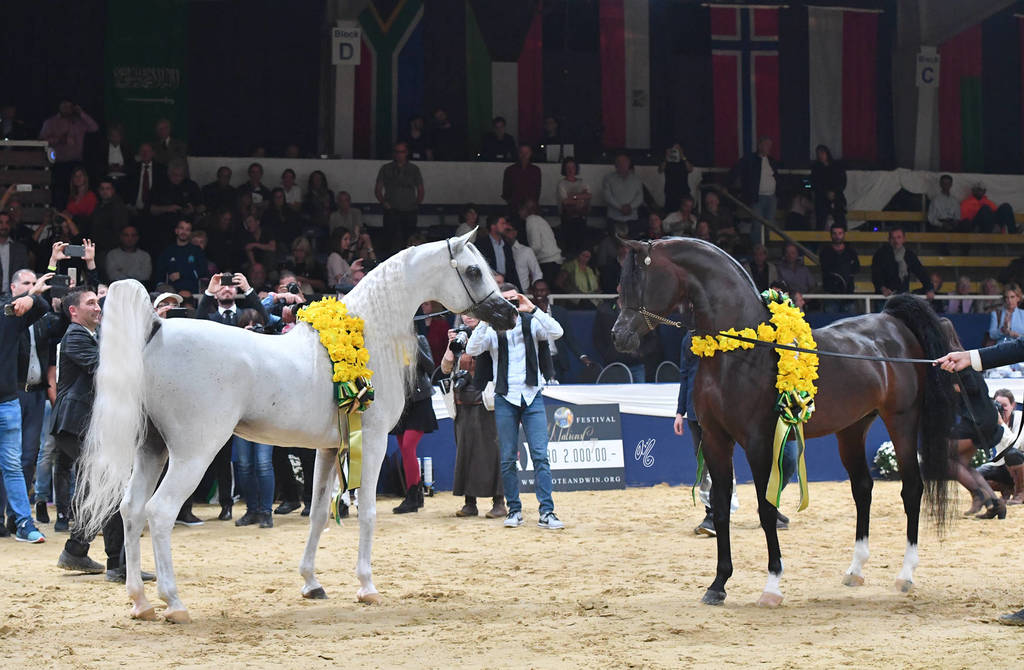 Senior Stallion Champions Excalilbur EA and Emerald J 