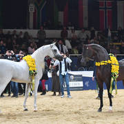 Senior Stallion Champions Excalilbur EA and Emerald J 