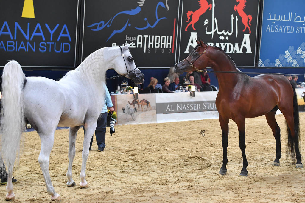 Senior Stallion Champions Excalilbur EA and Morion