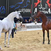 Senior Stallion Champions Excalilbur EA and Morion