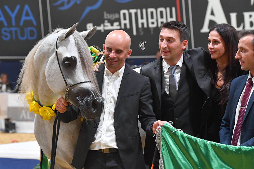 Junior Colt Gold Champion: Alexxanderr (Excalibur EA X AR Most Irresistable) 