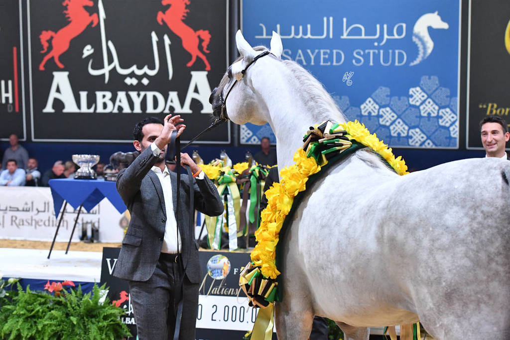 Junior Colt Gold Champion: Alexxanderr (Excalibur EA X AR Most Irresistable) 