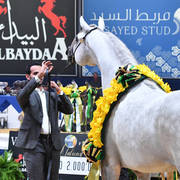 Junior Colt Gold Champion: Alexxanderr (Excalibur EA X AR Most Irresistable) 