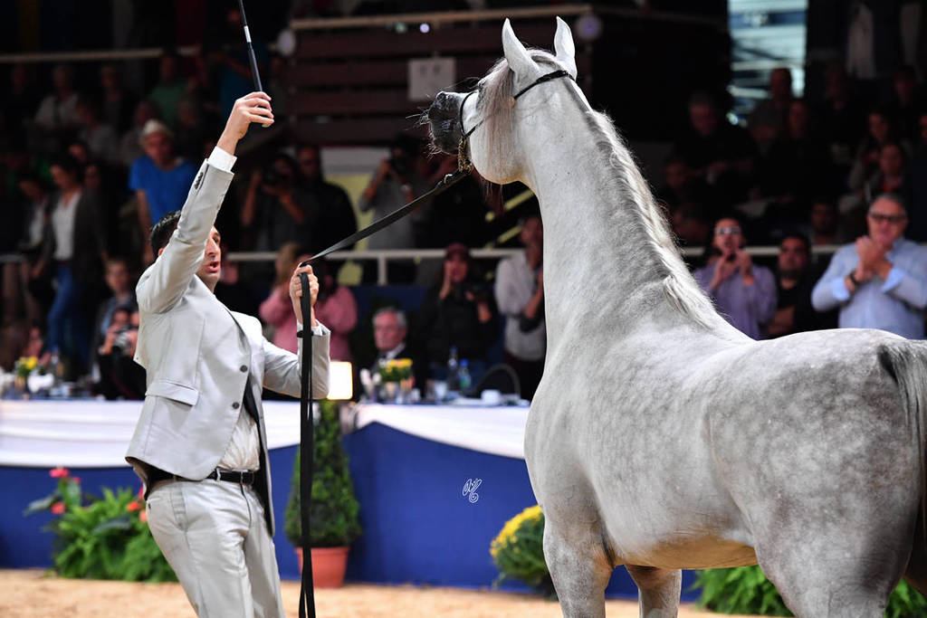 Junior Colt Gold Champion: Alexxanderr (Excalibur EA X AR Most Irresistable) 