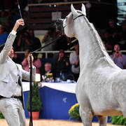 Junior Colt Gold Champion: Alexxanderr (Excalibur EA X AR Most Irresistable) 