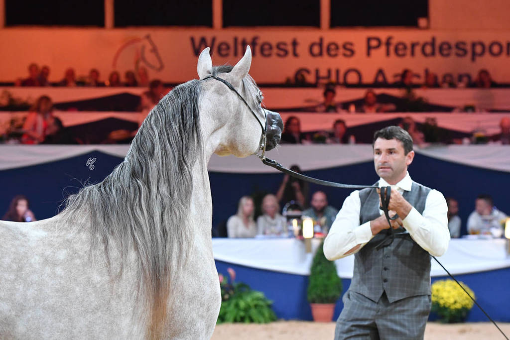 Junior Colt Silver Champion: AJ Azzam  (AJ Mardan X Ysadora)