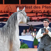 Junior Colt Silver Champion: AJ Azzam  (AJ Mardan X Ysadora)