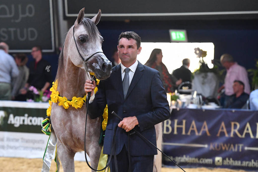 Junior Colt Silver Champion: AJ Azzam  (AJ Mardan X Ysadora)