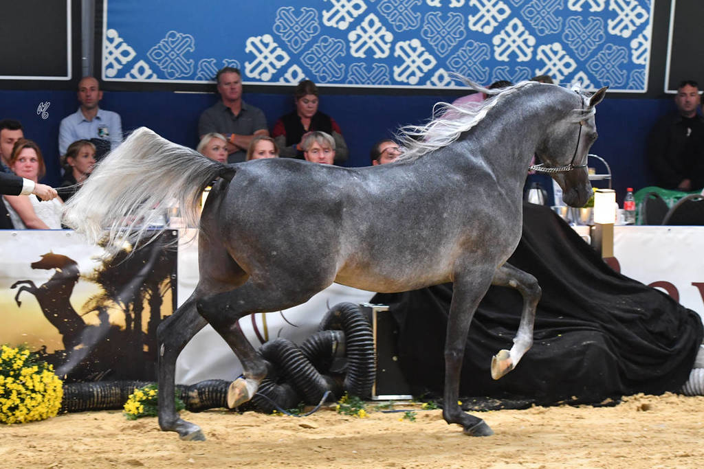 Junior Colt Bronze Champion: Izan Al Cape (Shanghai EA X Wioletta EA) 