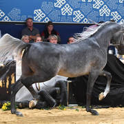 Junior Colt Bronze Champion: Izan Al Cape (Shanghai EA X Wioletta EA) 