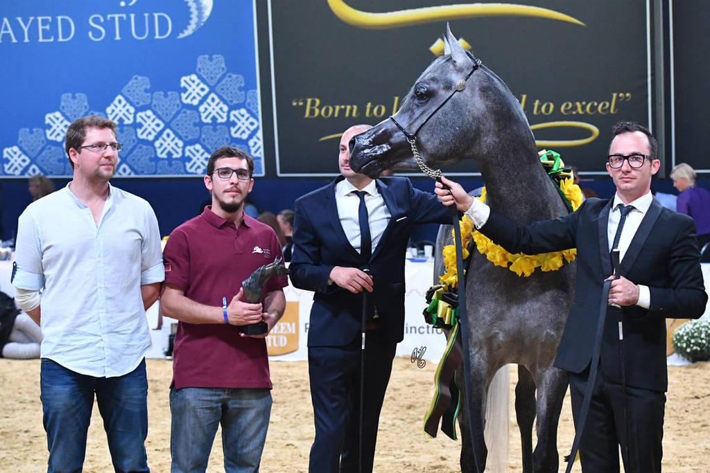 Junior Colt Bronze Champion: Izan Al Cape (Shanghai EA X Wioletta EA) 