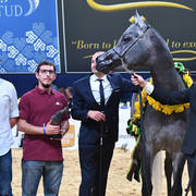 Junior Colt Bronze Champion: Izan Al Cape (Shanghai EA X Wioletta EA) 
