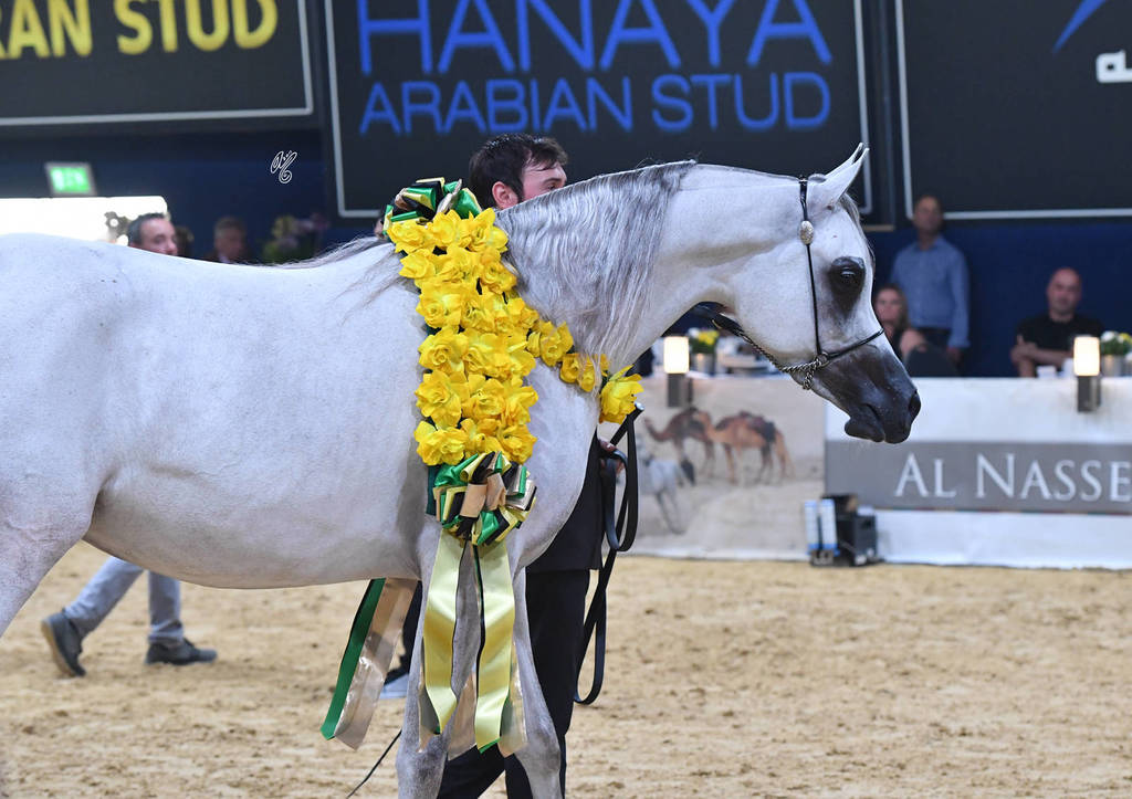 Junior Filly Gold Champion: Mozn Albidayer (SMA Magic One X Mattaharii) 