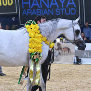 Junior Filly Gold Champion: Mozn Albidayer (SMA Magic One X Mattaharii) 