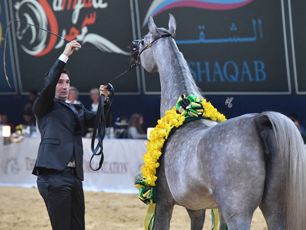 Junior Filly Silver Champion: D Ajayeb (RFI Farid X Lady Veronika)