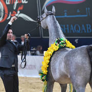 Junior Filly Silver Champion: D Ajayeb (RFI Farid X Lady Veronika)