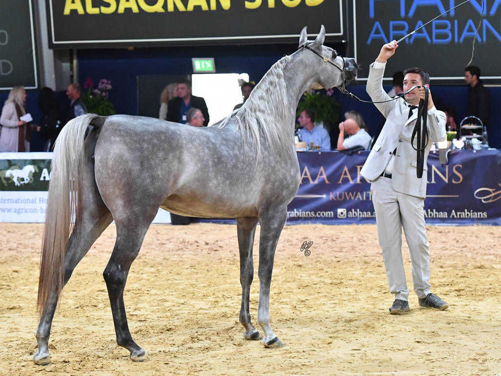 Junior Filly Silver Champion: D Ajayeb (RFI Farid X Lady Veronika)