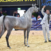 Junior Filly Silver Champion: D Ajayeb (RFI Farid X Lady Veronika)