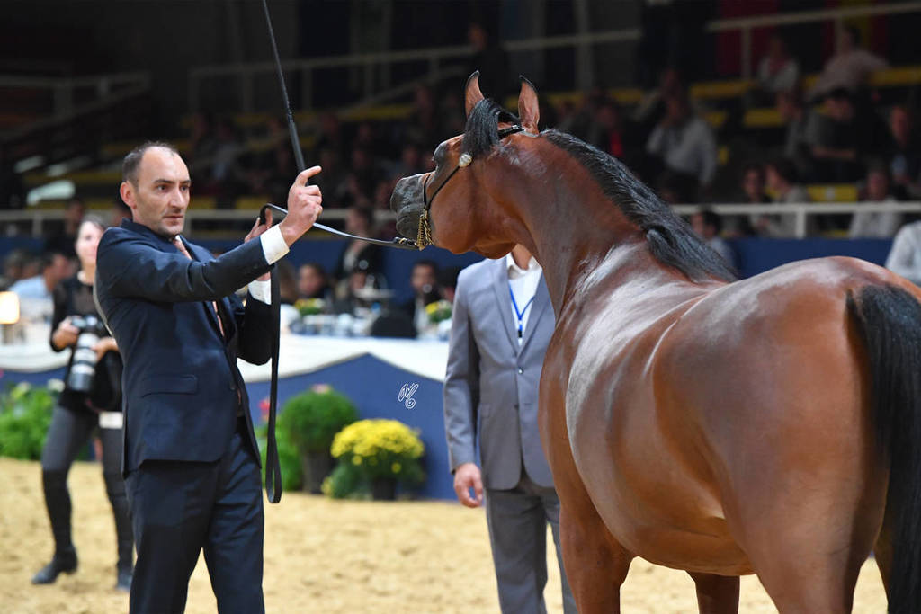Junior Filly Bronze Champion: Loulou Al Nasser (RFI Farid X Rihab Al Nasser)