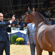 Junior Filly Bronze Champion: Loulou Al Nasser (RFI Farid X Rihab Al Nasser)