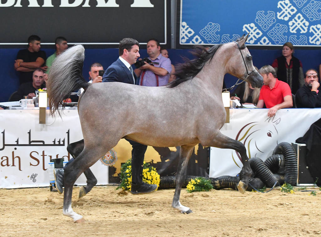 Yearling Colt Gold Champion: HL El Ganador (HP Shakir TE X Lonco Bay Maria) 